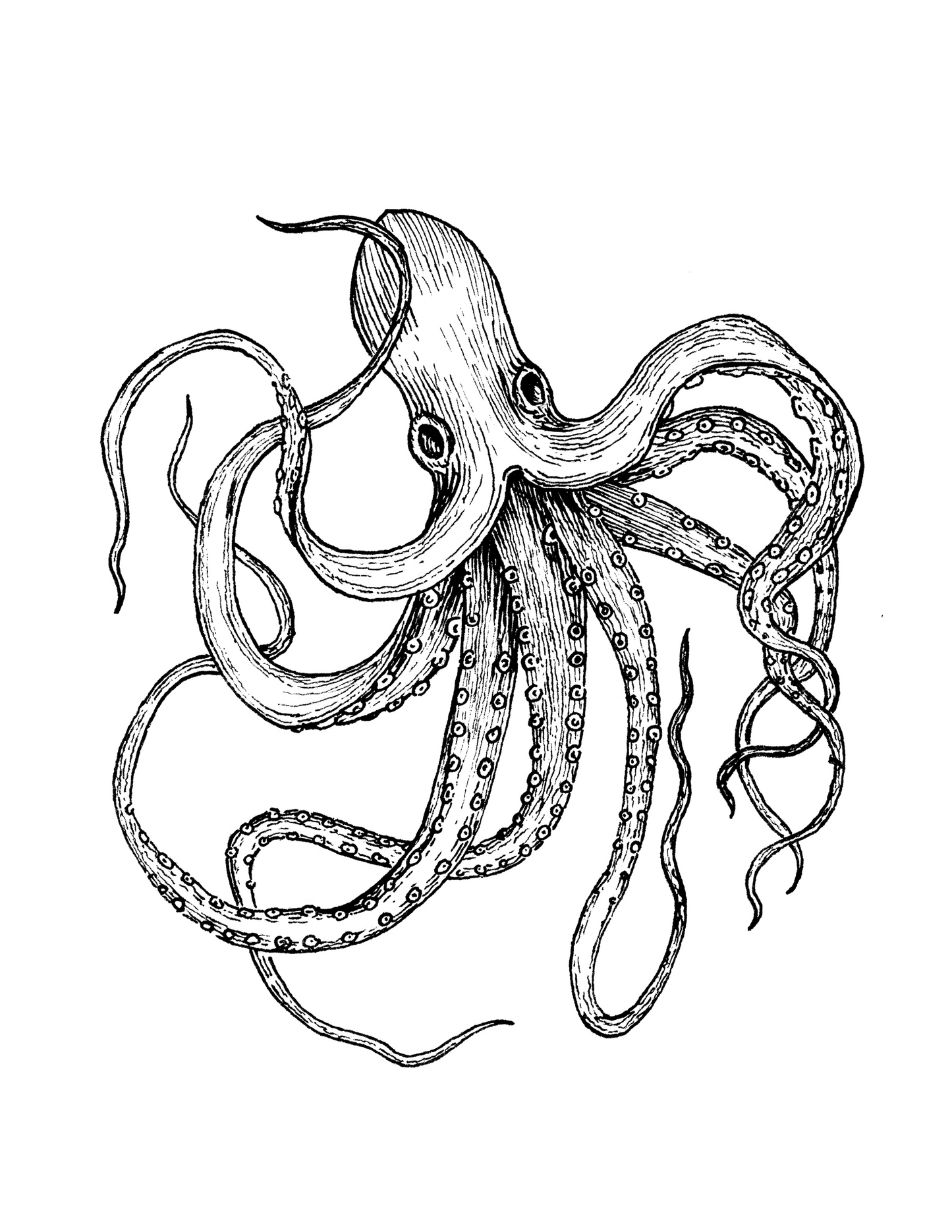 Octopus #1